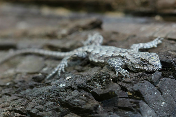 Eastern Fence Lizard